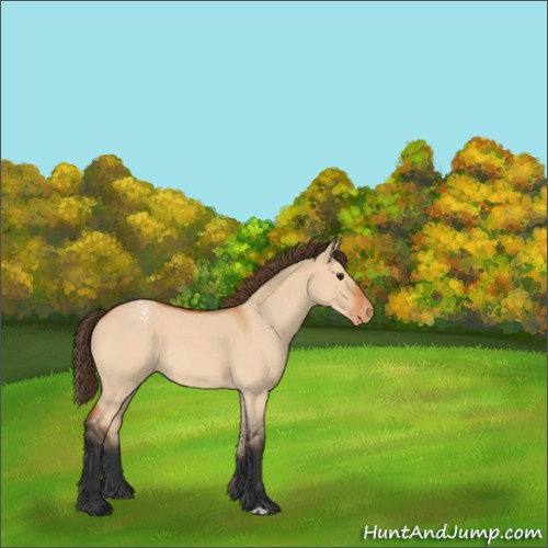 Horse Color:Bay Roan Dun Appaloosa 