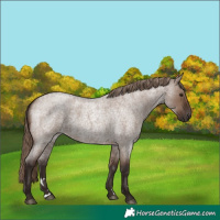 Horse Color:Liver Red Dun Roan 