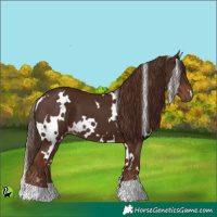Horse Color:White Spotted Liver Chestnut 