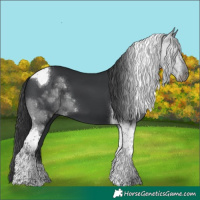 Horse Color:Black Tobiano 