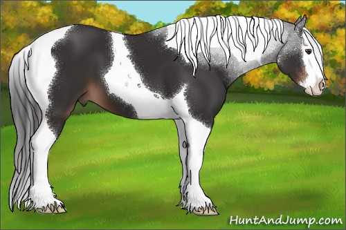 Horse Color:Liver Chestnut Splash Tobiano 