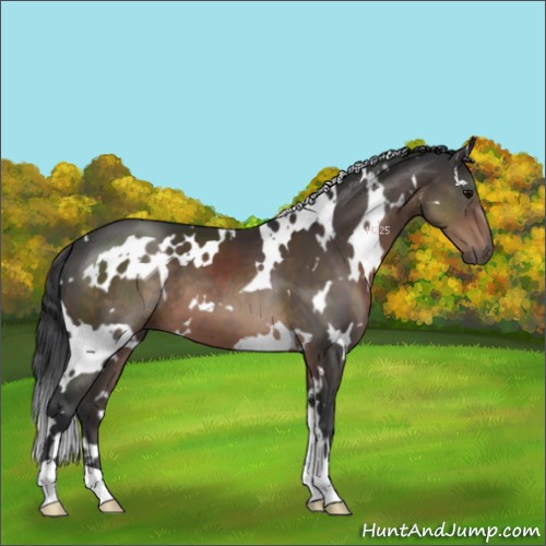 Horse Color:White Spotted Brown