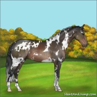 Horse Color:White Spotted Brown 