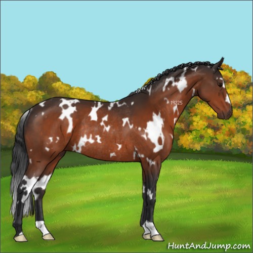 Horse Color:White Spotted Bay Rabicano 