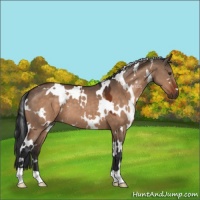 Horse Color:White Spotted Brown Dun 