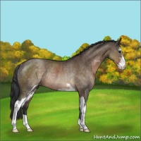 Horse Color:Brown Dun Sabino Rabicano
