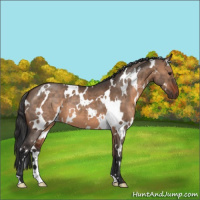 Horse Color:White Spotted Brown Dun 