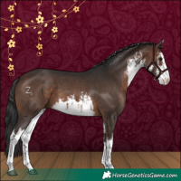 Horse Color:White Spotted Brown 