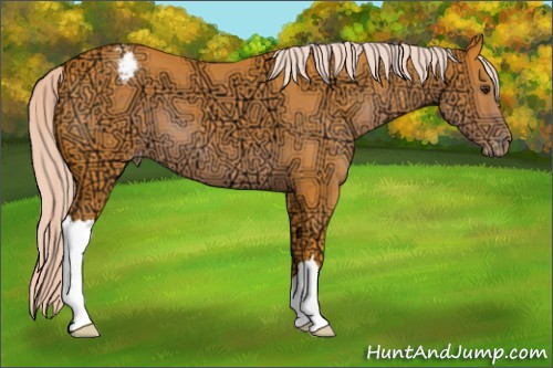 Horse Color:Watercolor Liver Chestnut Ice Appaloosa 
