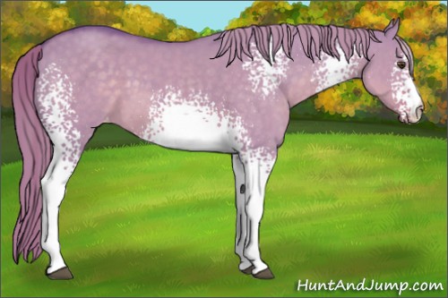 Horse Color:Watercolor White Spotted Chocolate Palomino Dun Appaloosa 