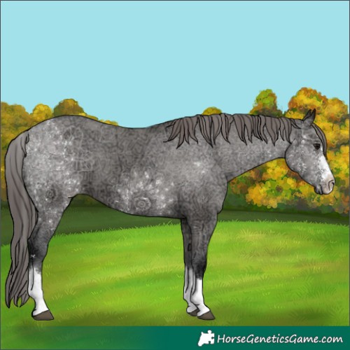 Horse Color:Grullo Ice Appaloosa 