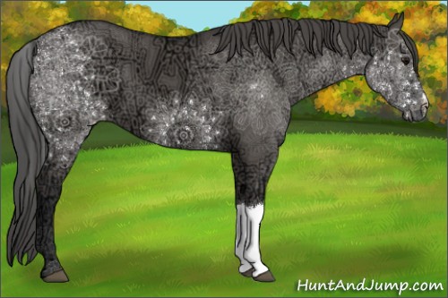 Horse Color:Grullo Ice Appaloosa 