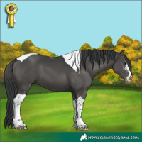 Horse Color:Black Sabino Tobiano 