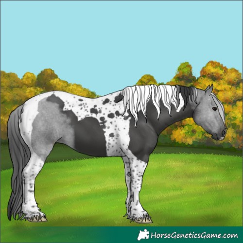 Horse Color:Black Tobiano 