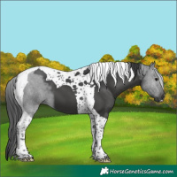 Horse Color:Black Tobiano 