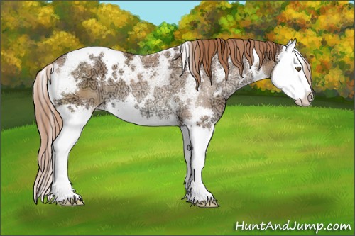 Horse Color:White Spotted Chestnut Ice Splash 