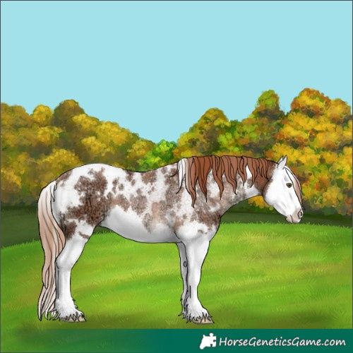 Horse Color:White Spotted Chestnut Ice Splash