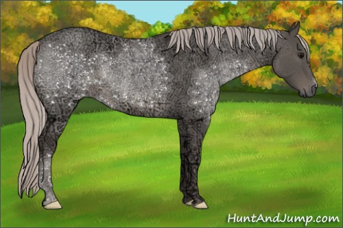 Horse Color:Silver Black Ice 