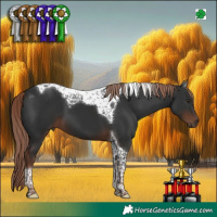 Horse Color:Liver Chestnut Tobiano 