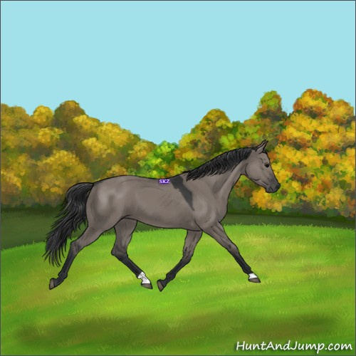 Horse Color:Grullo
