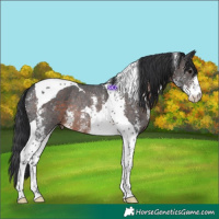 Horse Color:Brown Sabino Tobiano Rabicano