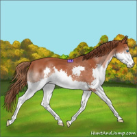 Horse Color:Chestnut Splash 