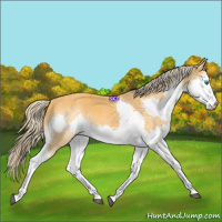 Horse Color:Palomino Splash 