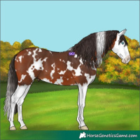 Horse Color:White Spotted Bay Splash