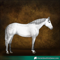 Horse Color:Gray Bay Rabicano 