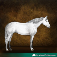 Horse Color:Gray Bay Rabicano 