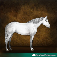 Horse Color:Gray Bay Rabicano 