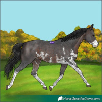 Horse Color:Brown Sabino 