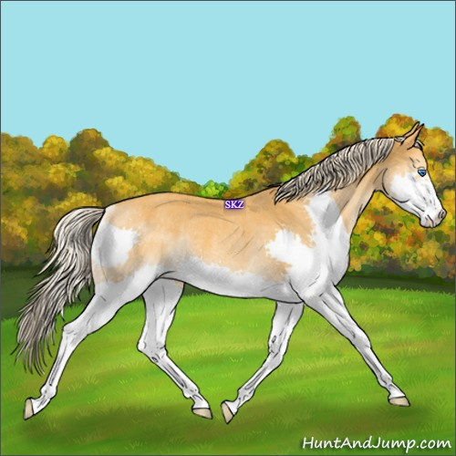 Horse Color:Palomino Splash Rabicano