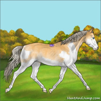 Horse Color:Palomino Splash Rabicano 