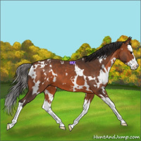 Horse Color:White Spotted Bay Splash 