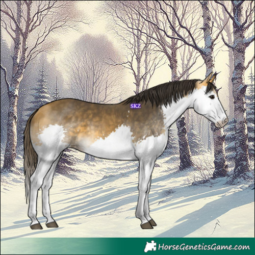 Horse Color:Buckskin Splash 