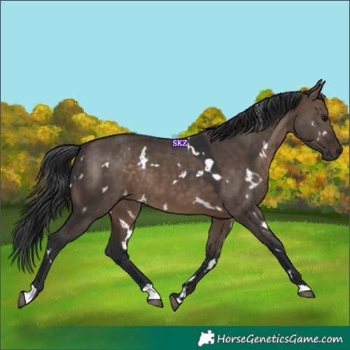 Horse Color:White Spotted Brown Dun Rabicano