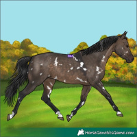 Horse Color:White Spotted Brown Dun Rabicano 