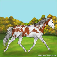 Horse Color:White Spotted Silver Bay Splash 