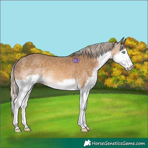 Horse Color:Chocolate Palomino Splash