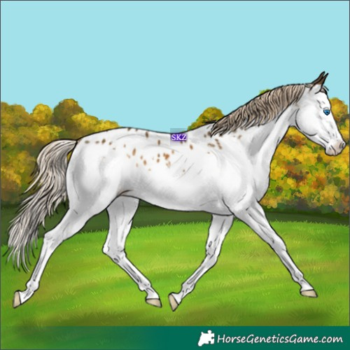 Horse Color:Chocolate Palomino Sabino Splash Near Leopard 