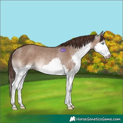 Horse Color:Liver Red Dun Splash Rabicano