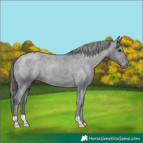 Horse Color:Black Appaloosa 