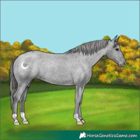 Horse Color:Black Appaloosa