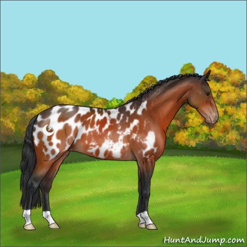 Horse Color:Brown Appaloosa 