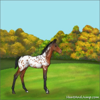 Horse Color:Brown Sabino Appaloosa