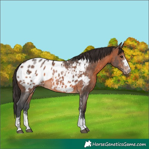Horse Color:Brown Sabino Appaloosa