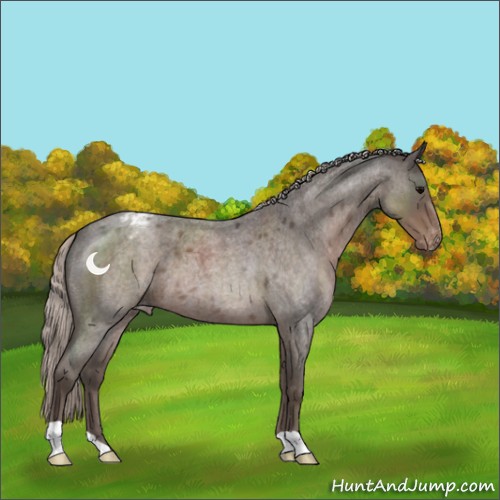 Horse Color:Silver Blue Roan Appaloosa 