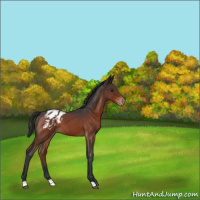 Horse Color:Brown Roan Appaloosa