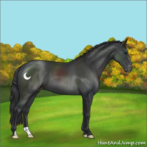 Horse Color:Black Appaloosa 
